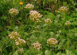2013-08-18_Regina-F-Rau_Schachen_Blumen  (244).JPG